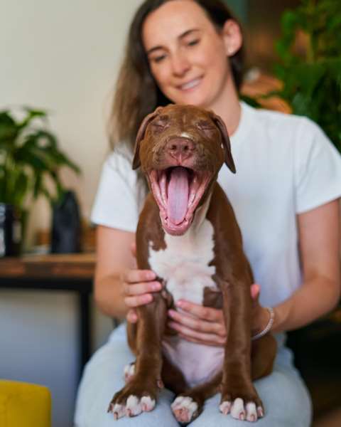 Adorable and happy American Pitbull puppy