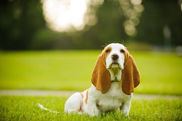 Basset Hound puppy dog