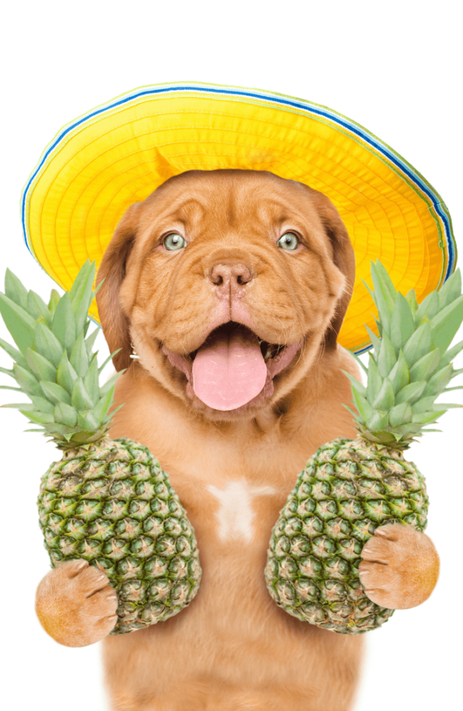 Can Dog Eat Pineapple Pineapple, the Fruit vs Pineapple, the Treat