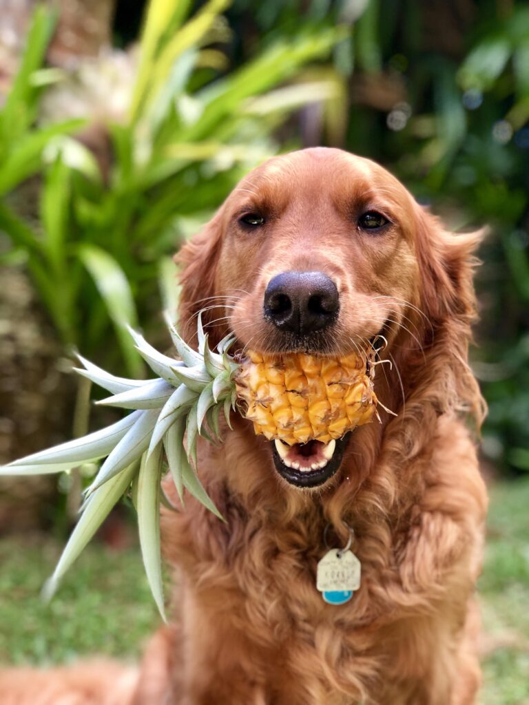 Can Dog Eat Pineapple Pineapple, the Fruit vs Pineapple, the Treat