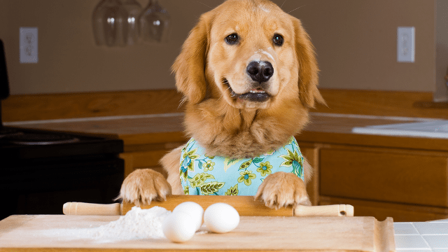 Health Benefits Of Eggs For Dogs