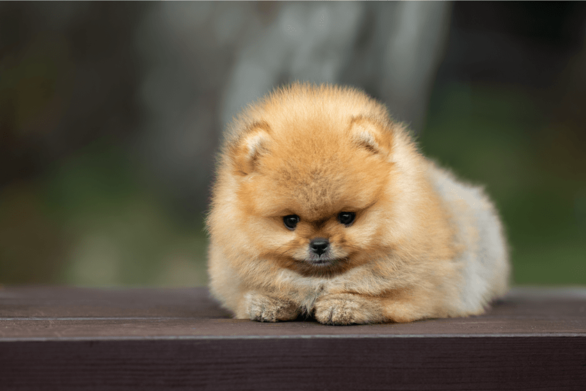 Health Requirements for Teacup Pomerania