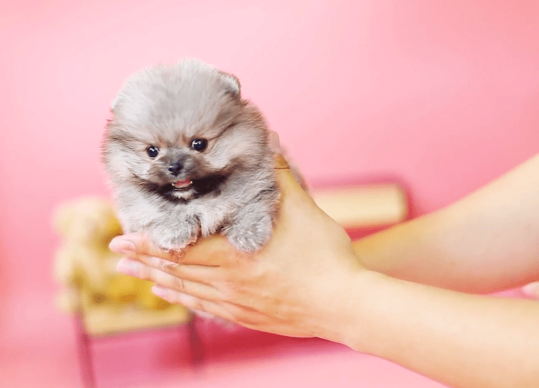 How Much Does a Pomeranian Cost?