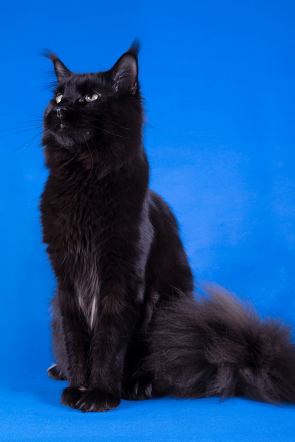 How to care for a Black Maine Coon cat