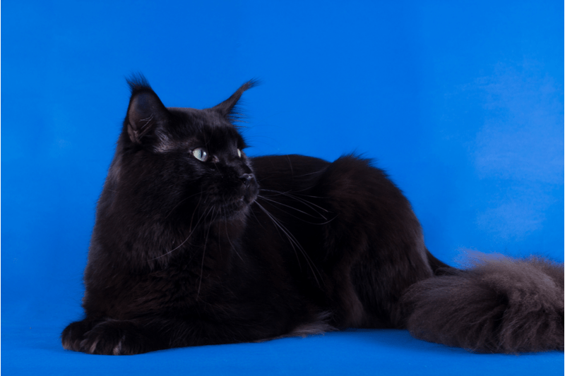 Fascinating Facts About The Black Maine Coon Cat And Its Appearance and Pictures