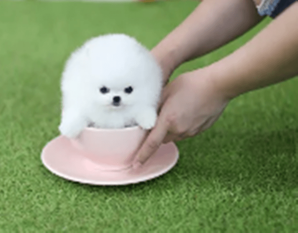 Teacup Pomeranian Size