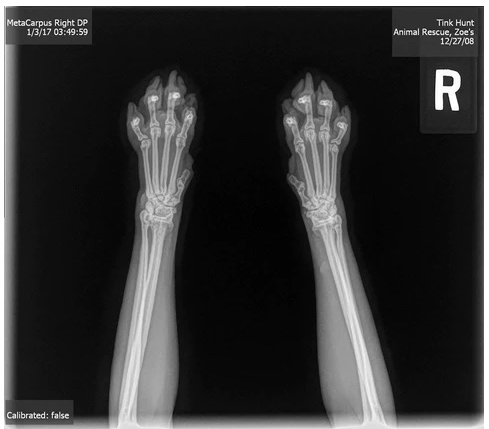 Cat Paw X ray
