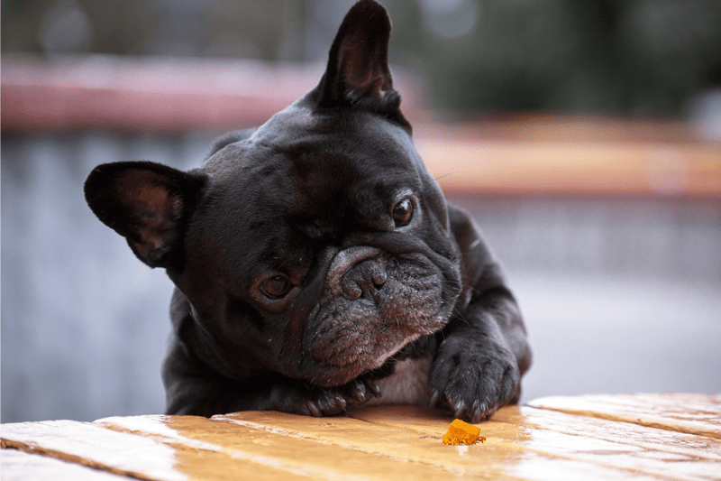How Much Cheese Can Dogs Eat How much cheese is OK for dogs
