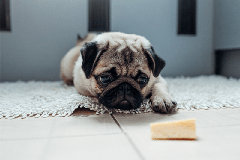 Is it Safe to Give My Dog Cheese?