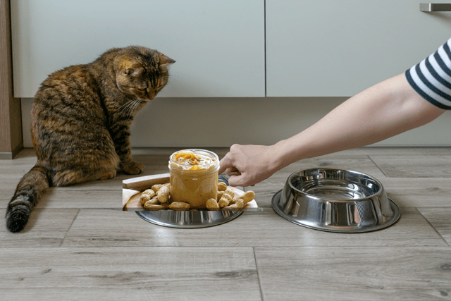 Ingredients in Peanut Butter Which Poses Some Threat to Cats