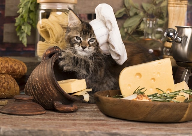 What Types of Cheese are Safe for Cats