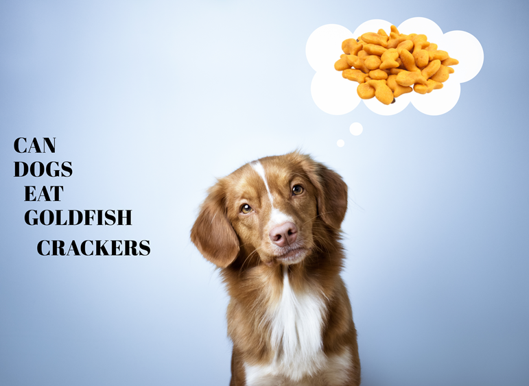 Can Dogs Eat Goldfish