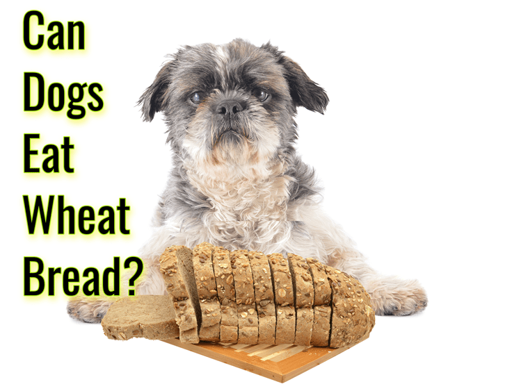 Can Dogs Eat Wheat Bread