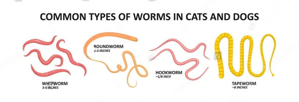 Whipworm - My Cat Has Worms How Do I Clean My House