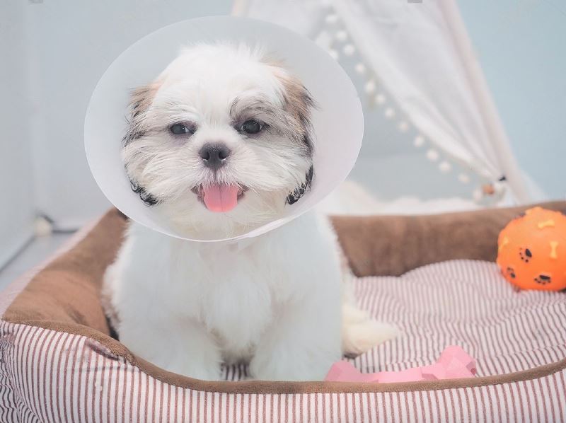 When to Take Cone Off Dog After Neuter The Ultimate Guide Petsmartgo