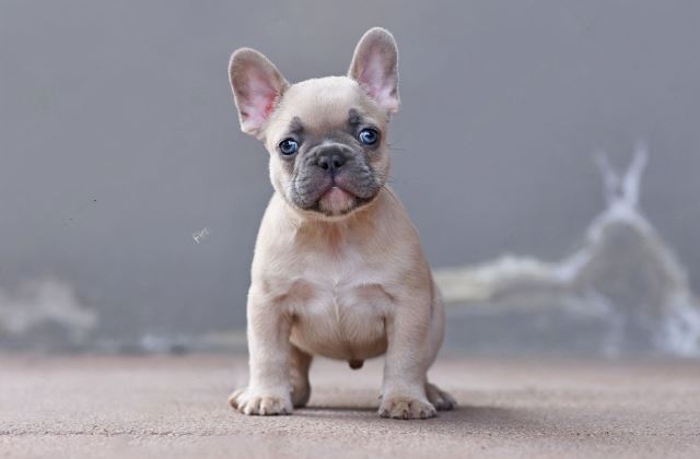 Young lilac fawn colored French Bulldog dog puppy