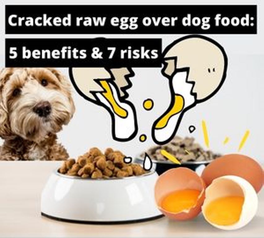 Cracked Raw Egg Over Dog Food 1