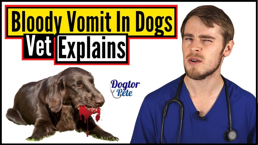 Dog Vomiting Blood But Acting Normal