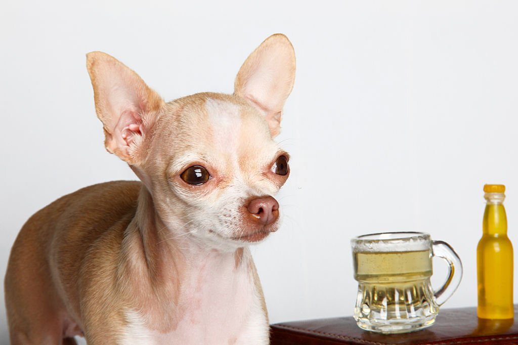 Surprising Reasons Why Dogs like Beer