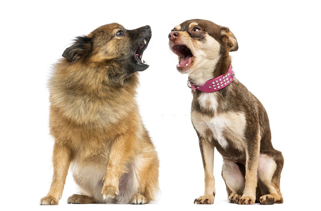 How Much Do Dogs Really Understand About Other Dogs' Barks?
