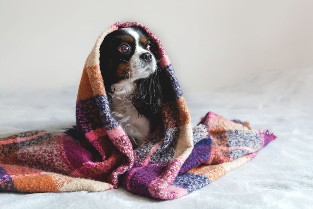 Do Dogs Get Cold at Night?