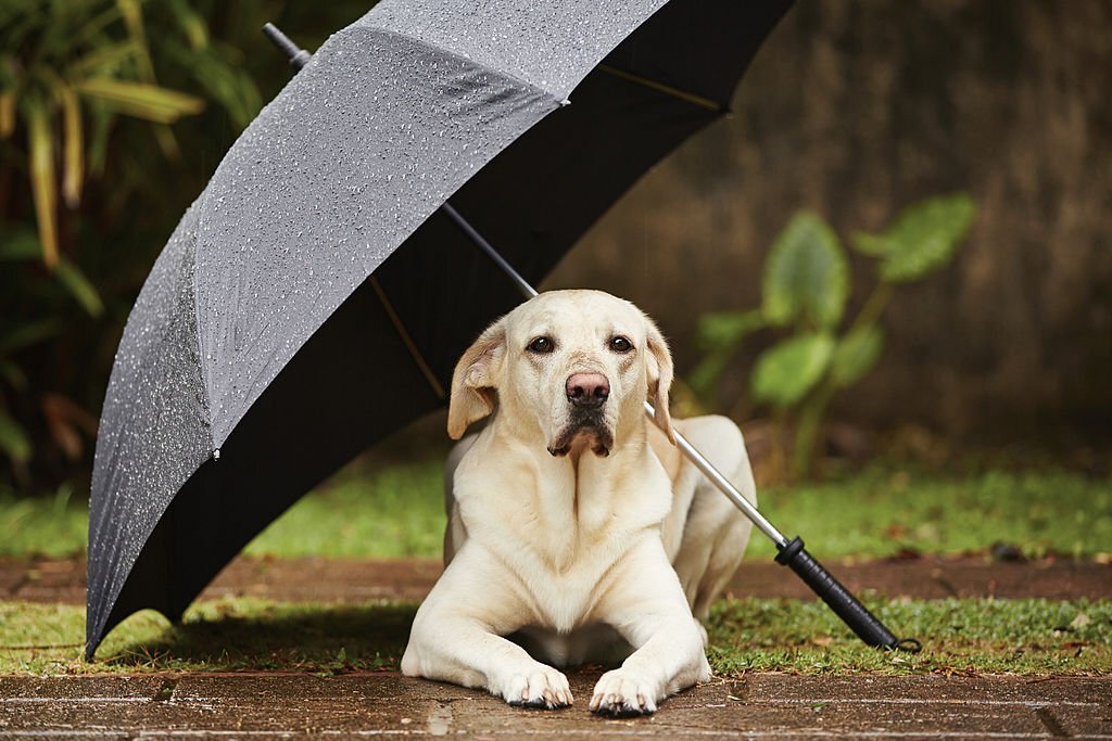 Reasons Why Dogs Hate Rain