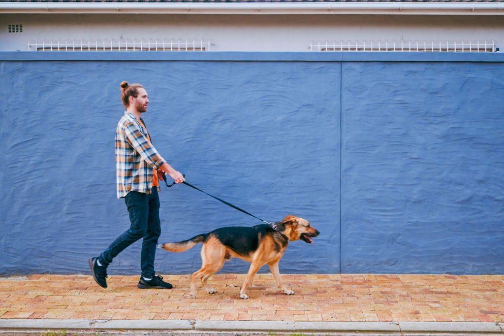 can-i-walk-my-dog-30-minutes-after-eating-petsmartgo