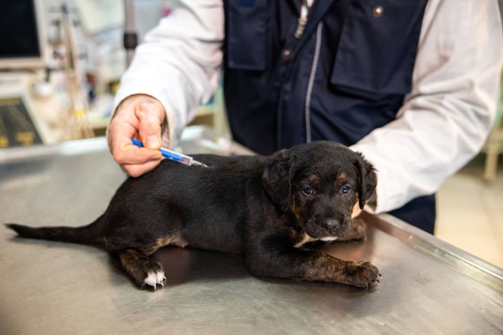 Puppy Not Eating After Vaccination