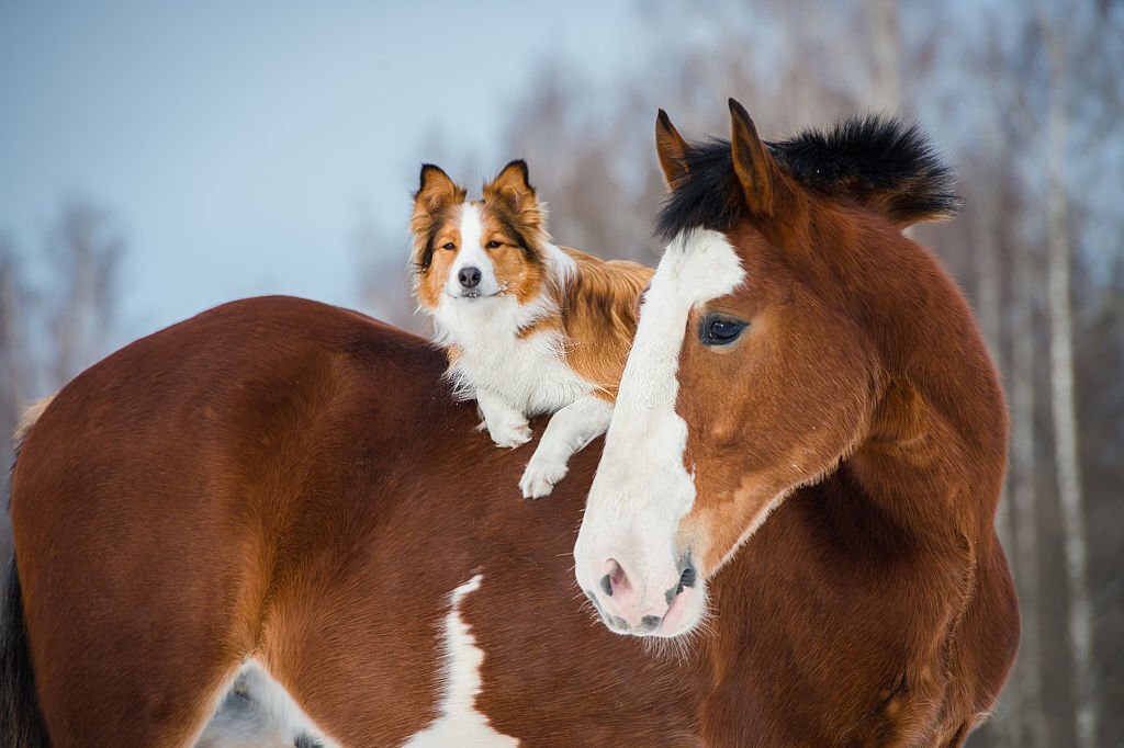 Reasons why Dogs are Smarter than Horses