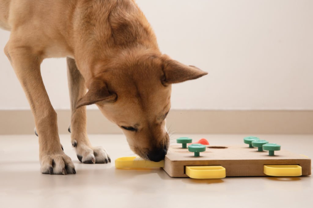 Brain Games to Keep Your Dog Sharp and Entertained