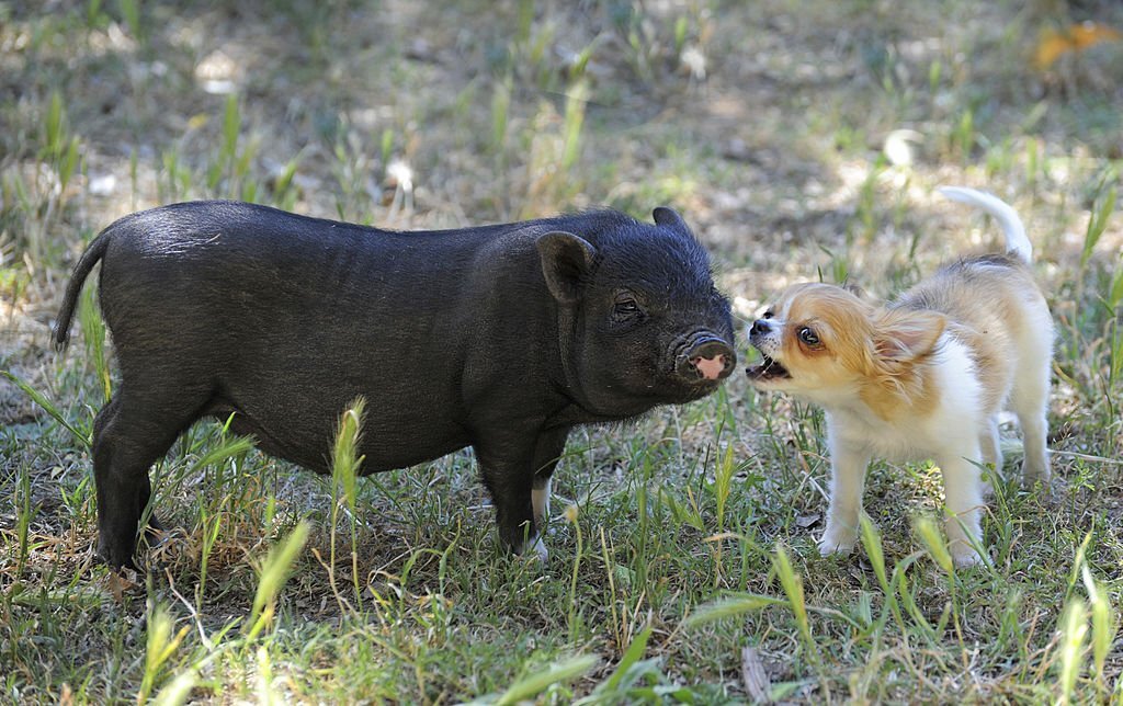 Reasons why pigs are smarter than dogs