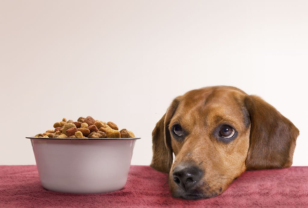Do Dogs Likes Dog Food?