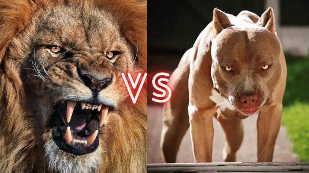 Lion vs Pitbull