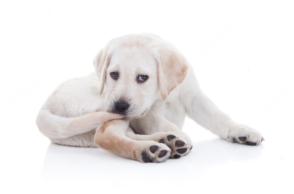 5 Home remedies for tail biting puppies