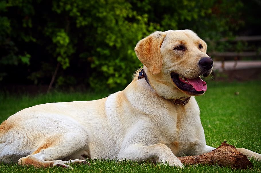 Signs Of Poor Gut Health In Dogs