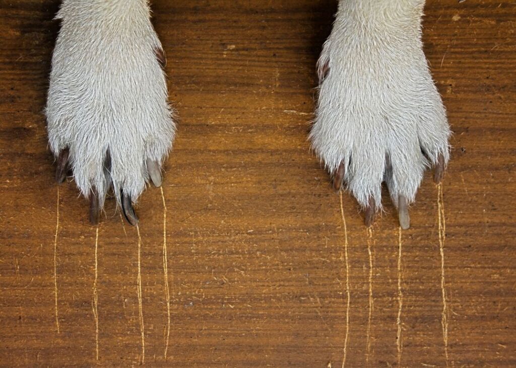 Why Do Dogs Scratch the Floor