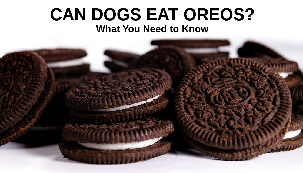 Can Your Dog Eat Oreos