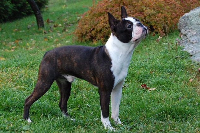 Do Boston Terriers Shed