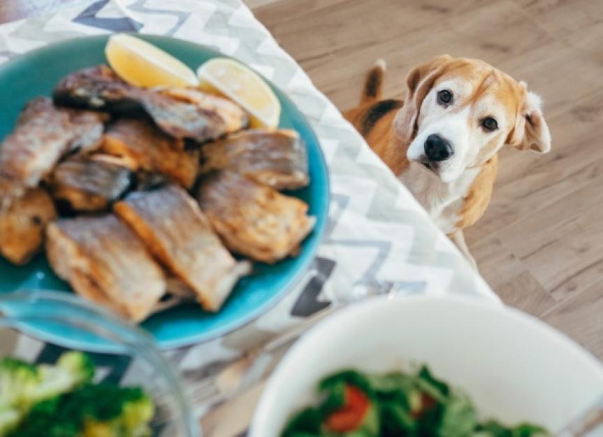 Can Dogs Eat Fried Fish