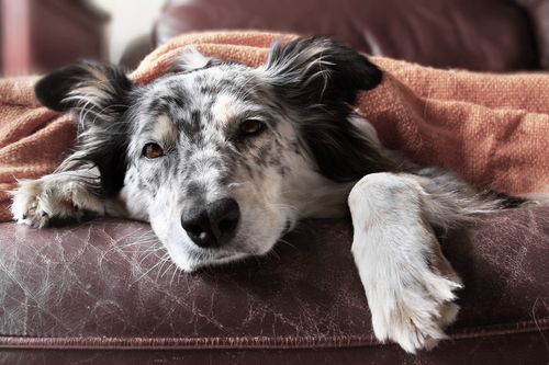 How to Comfort a Dog With Pancreatitis