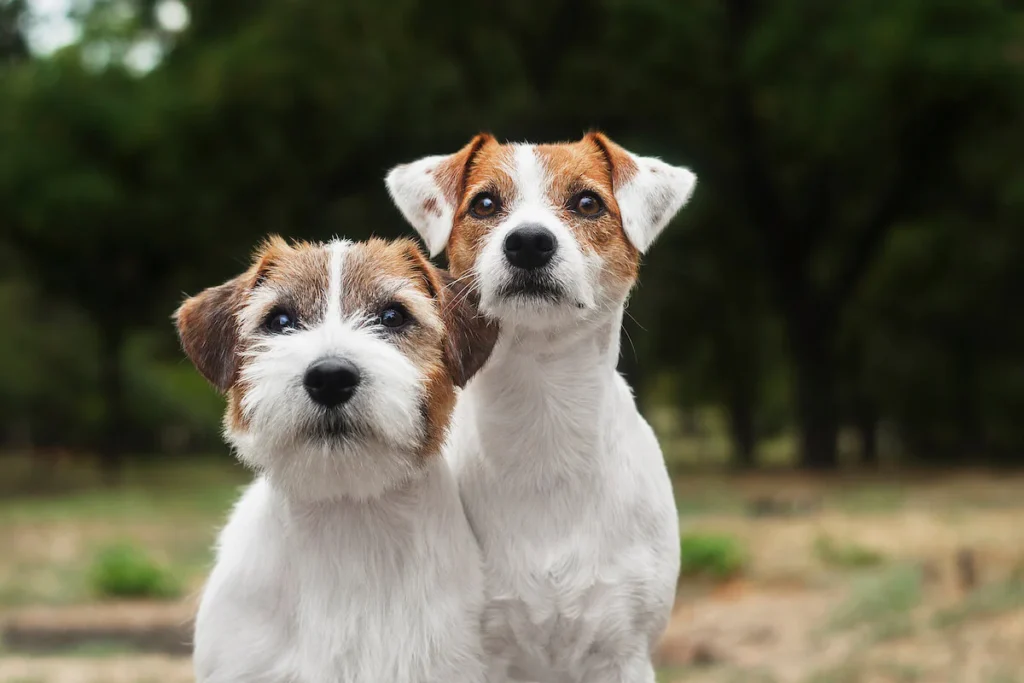 Do Jack Russell Terriers Shed