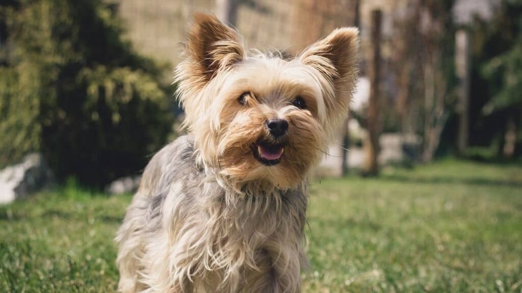 Why Are Yorkies So Mean?