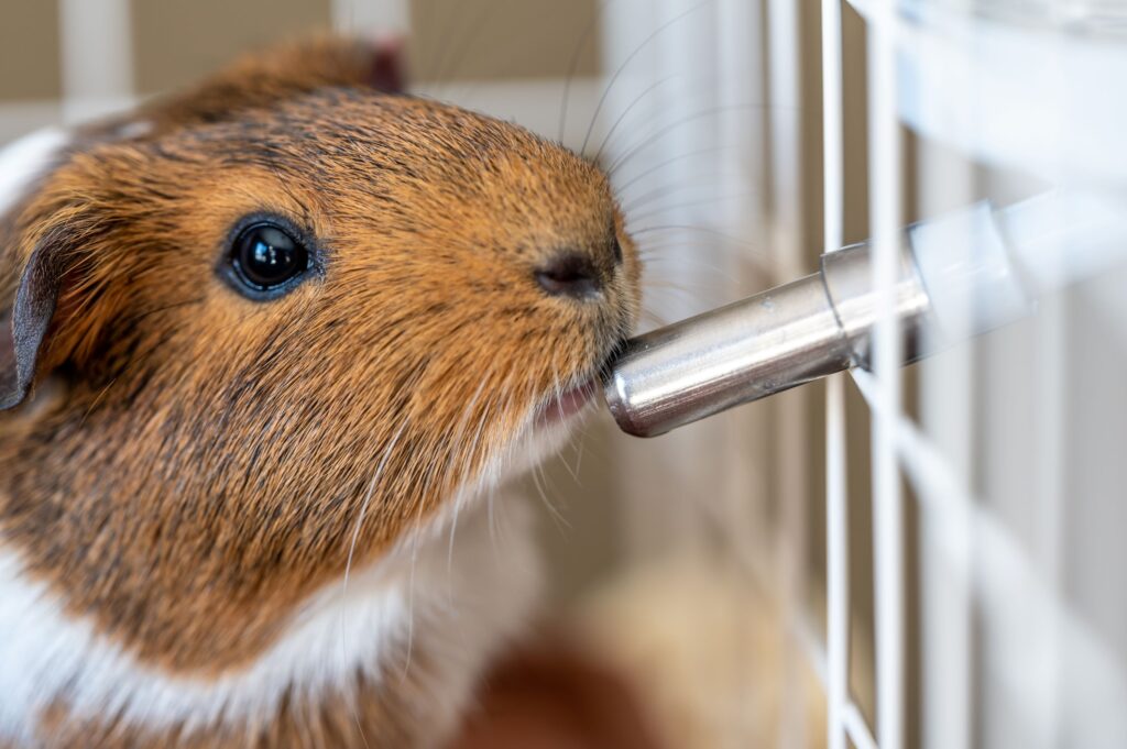 3 Tips To Setting Up The Perfect Guinea Pig Cage