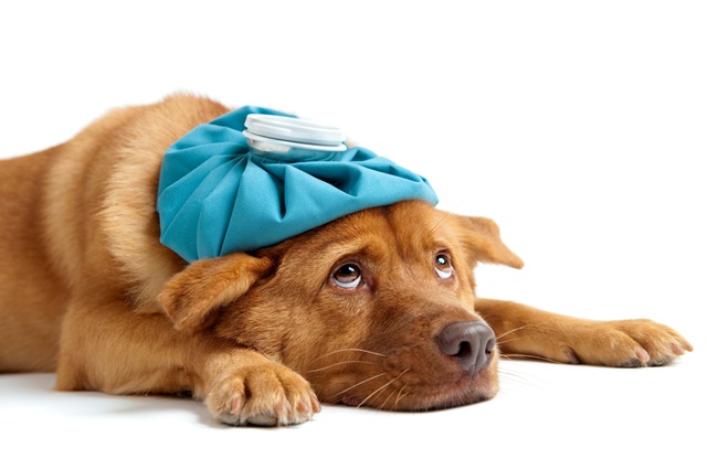 Tips To Keep Your Puppy Parasite-Free