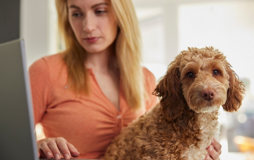 What Is The Best Pet Insurance? Here Is A Top 5 Pick For You Petsmartgo