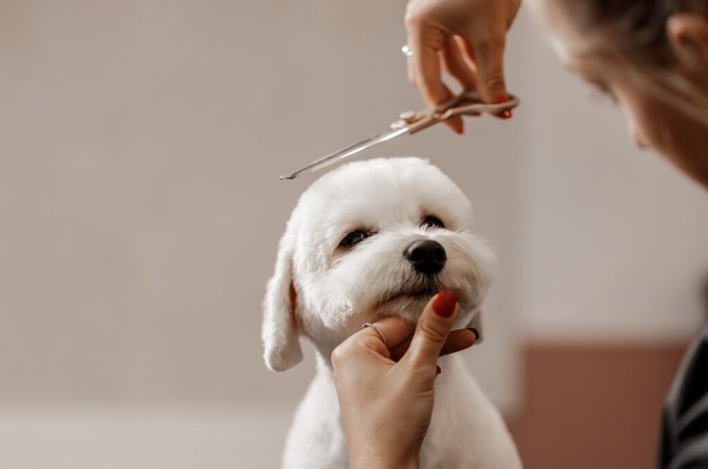 The Psychological Benefits of Grooming for Your Pet