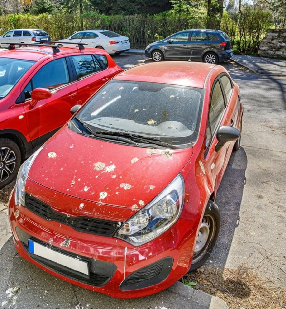 how-to-get-bird-poop-off-car-petsmart