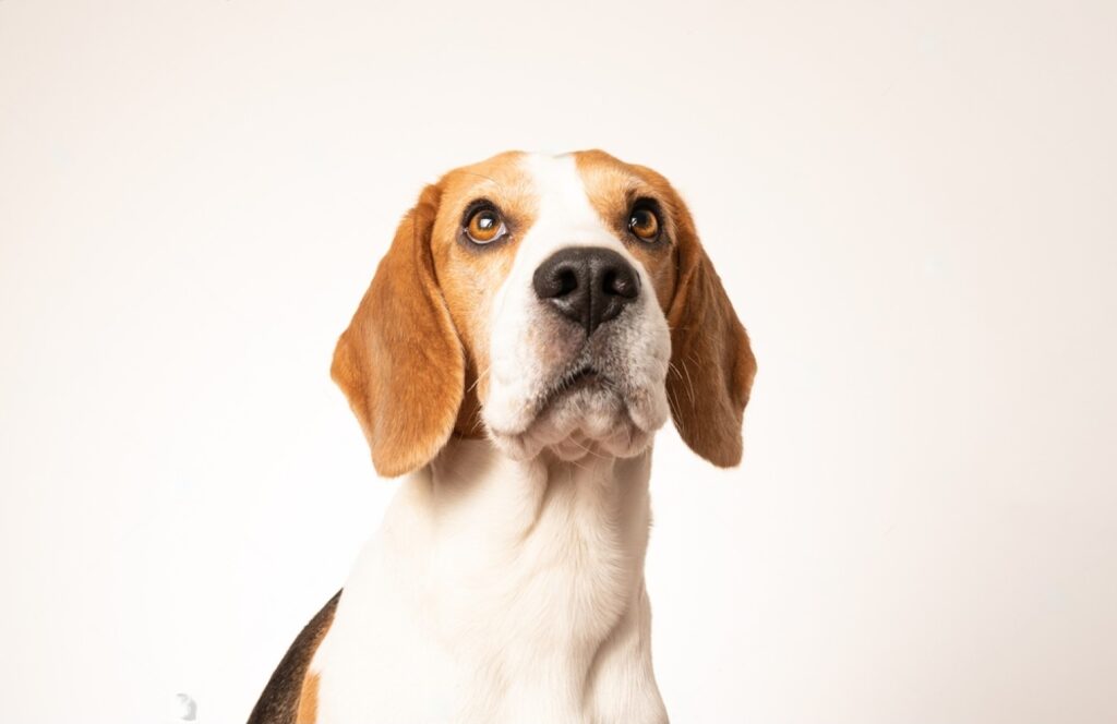 Why Beagles Are the Worst Dogs: A Comprehensive Analysis