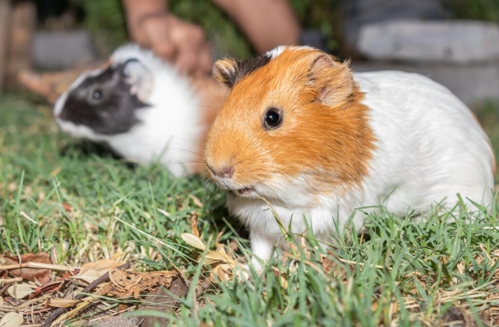 Guinea Pigs Petsmart For Sale Petsmartgo