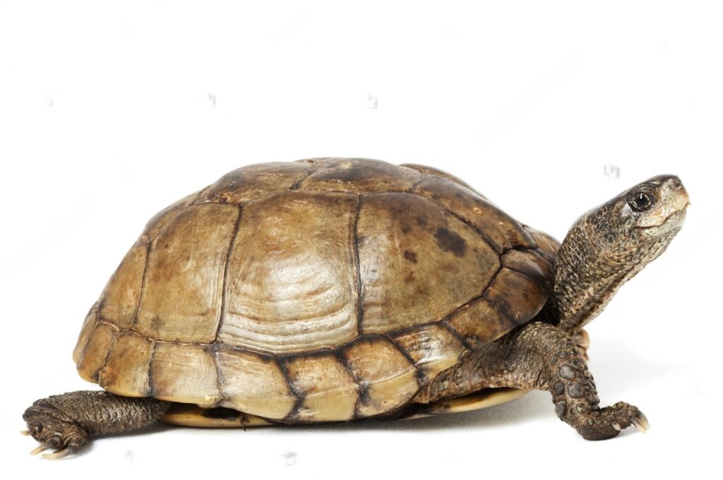 turtle 4
